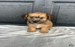 Yochon dogs for sale: Bess - Image 3