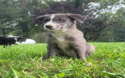 Border Collie dogs for sale: Bethany - Image 2