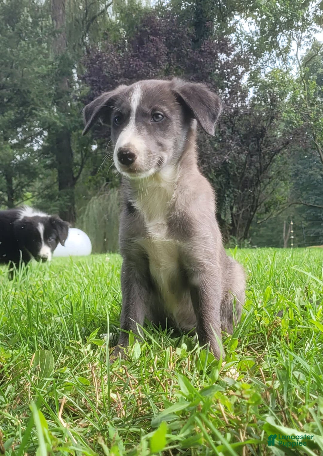 Border Collie dogs for sale: Bethany - Image 2