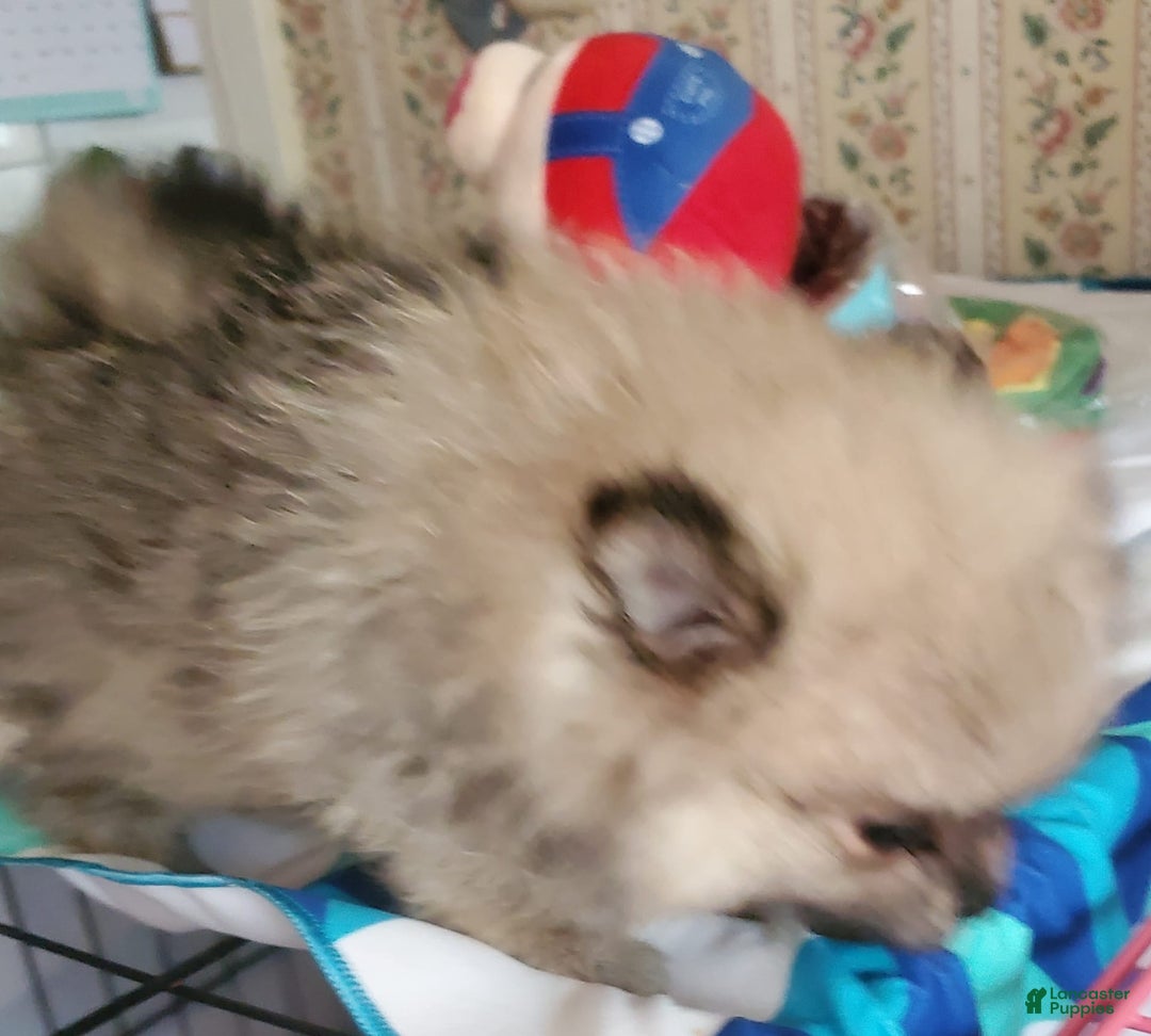 Pomeranian dogs for sale: June - Image 5