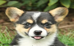 Welsh Corgi Pembroke dogs for sale: Cayenne - Image 2