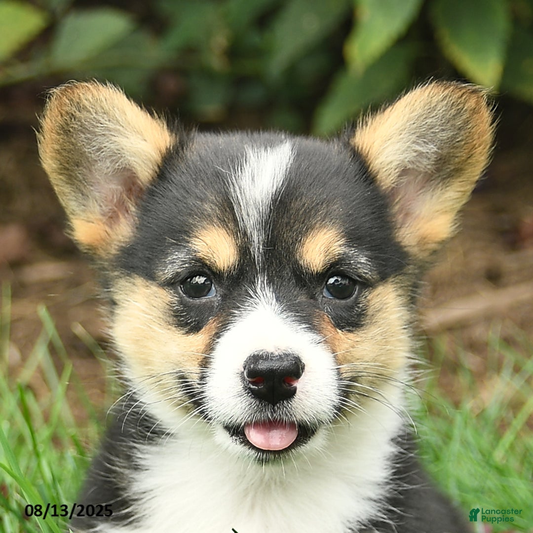 Welsh Corgi Pembroke dogs for sale: Cayenne - Image 2