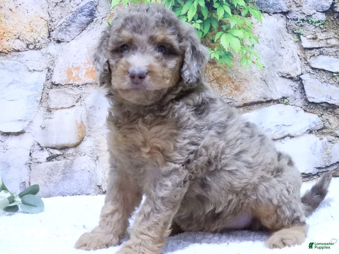 Mini Goldendoodle dogs for sale: Iris F1b - Image 3