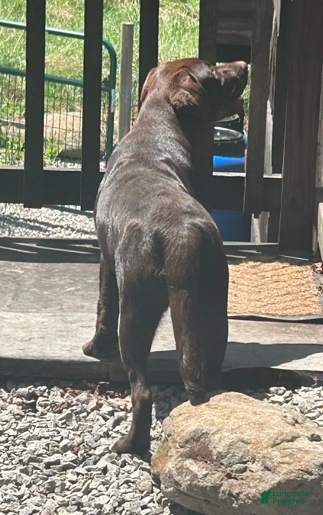 Labrador Retriever dogs for sale: Sadie - Image 7