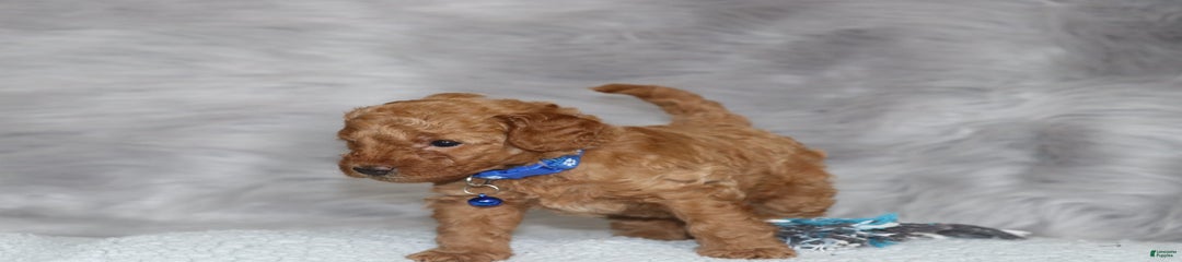 Cooper