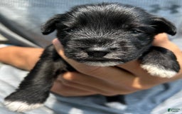 Miniature Schnauzer dogs for sale: Mia - Image 10
