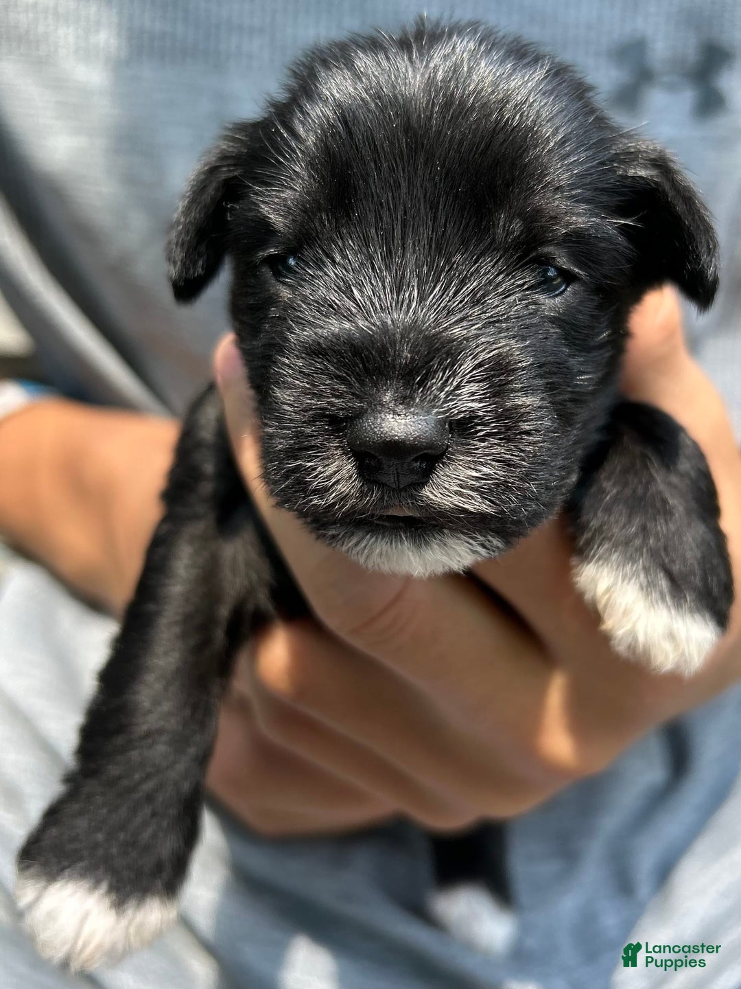 Miniature Schnauzer dogs for sale: Mia - Image 10