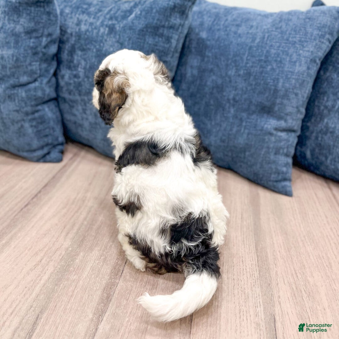 Mini Bernedoodle dogs for sale: Chase - Image 7