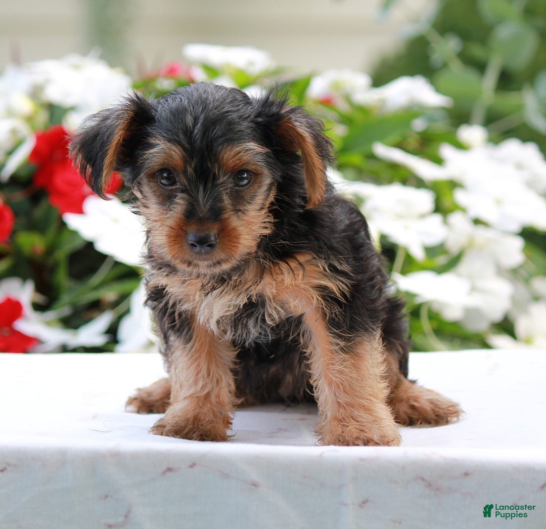 Yorkshire Terrier dogs for sale: Benny - Image 2