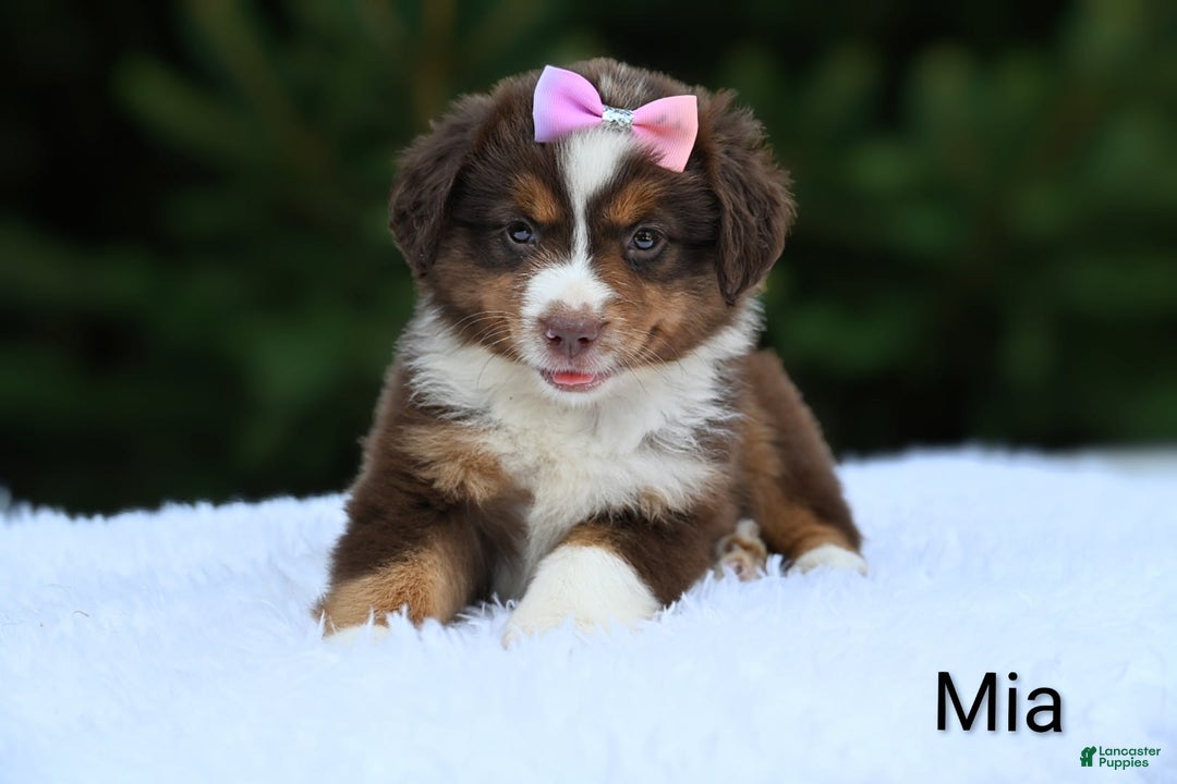 Miniature Australian Shepherd dogs for sale: Mia - Image 1