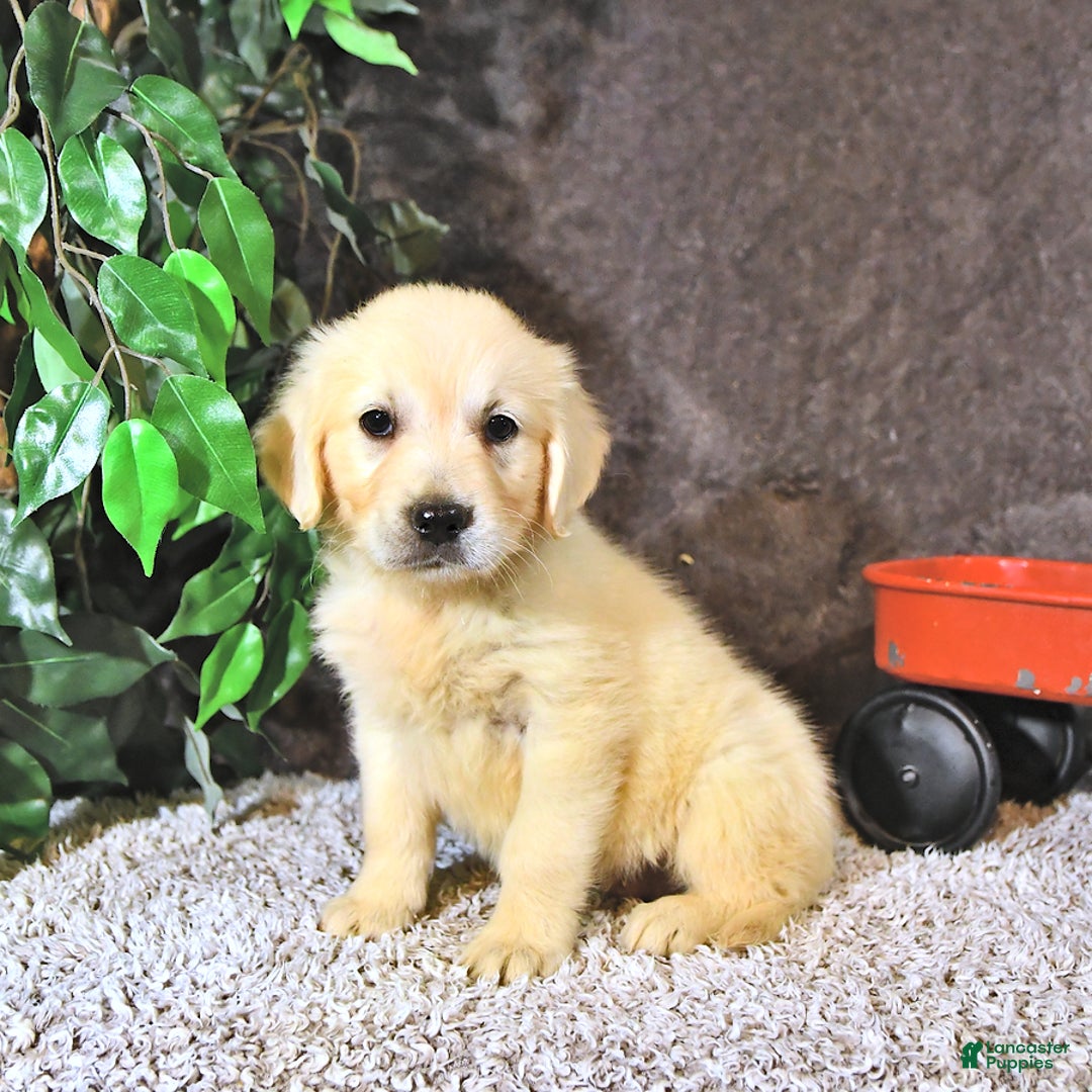 Golden Retriever dogs for sale: Bella - Image 1