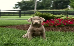 Labrador Retriever dogs for sale: Phoenix - Image 2