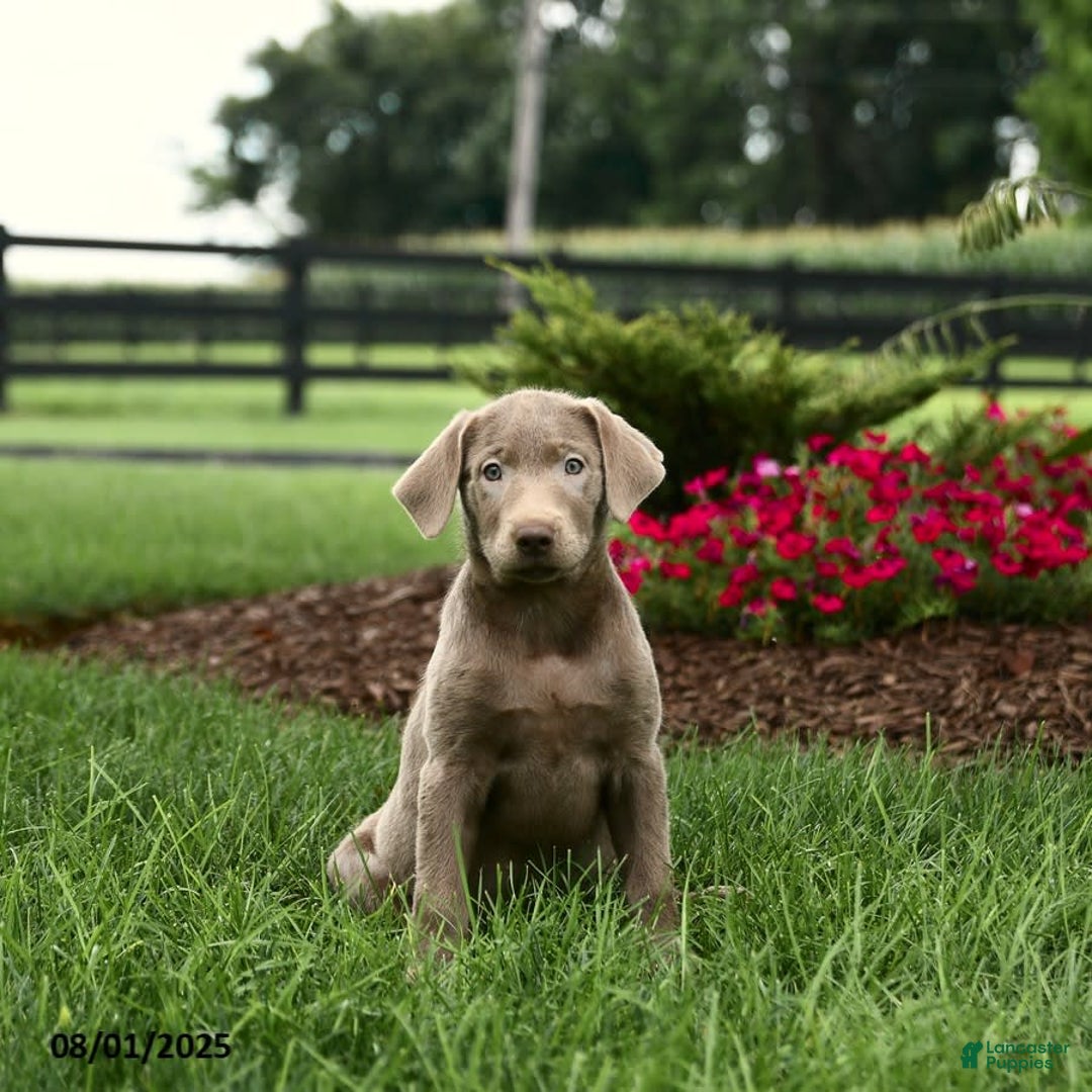 Labrador Retriever dogs for sale: Phoenix - Image 2