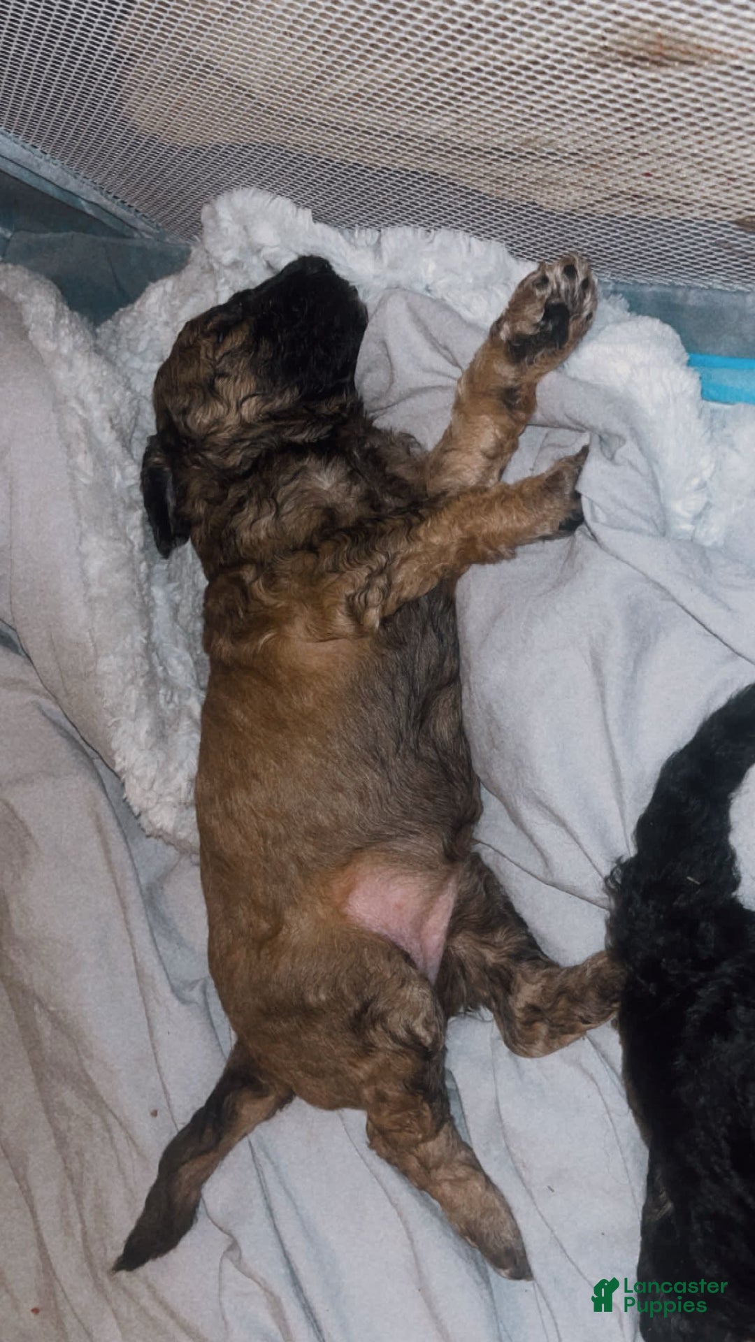 Standard Poodle dogs for sale: Mia - Image 1