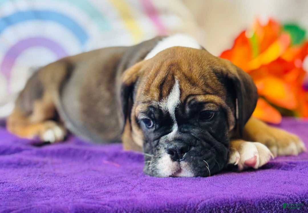 English Bulldog dogs for sale: Lance - Image 5