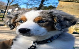 Australian Shepherd dogs for sale: Charli - Image 9