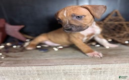 American Bully dogs for sale: Karma - Image 2