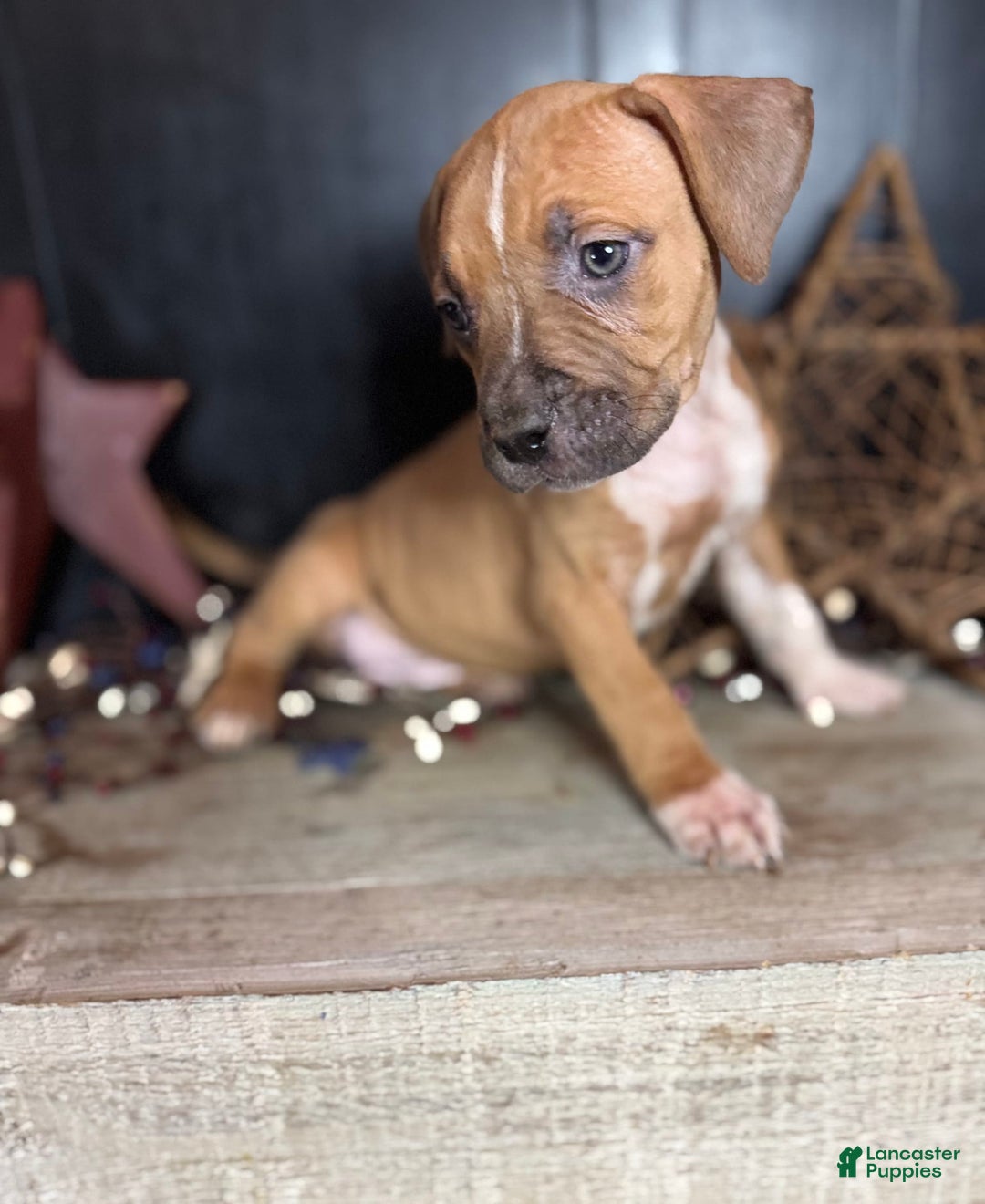 American Bully dogs for sale: Karma - Image 2