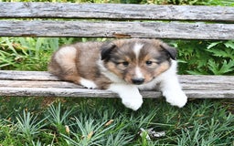 Shetland Sheepdog dogs for sale: Charlotte - Image 3