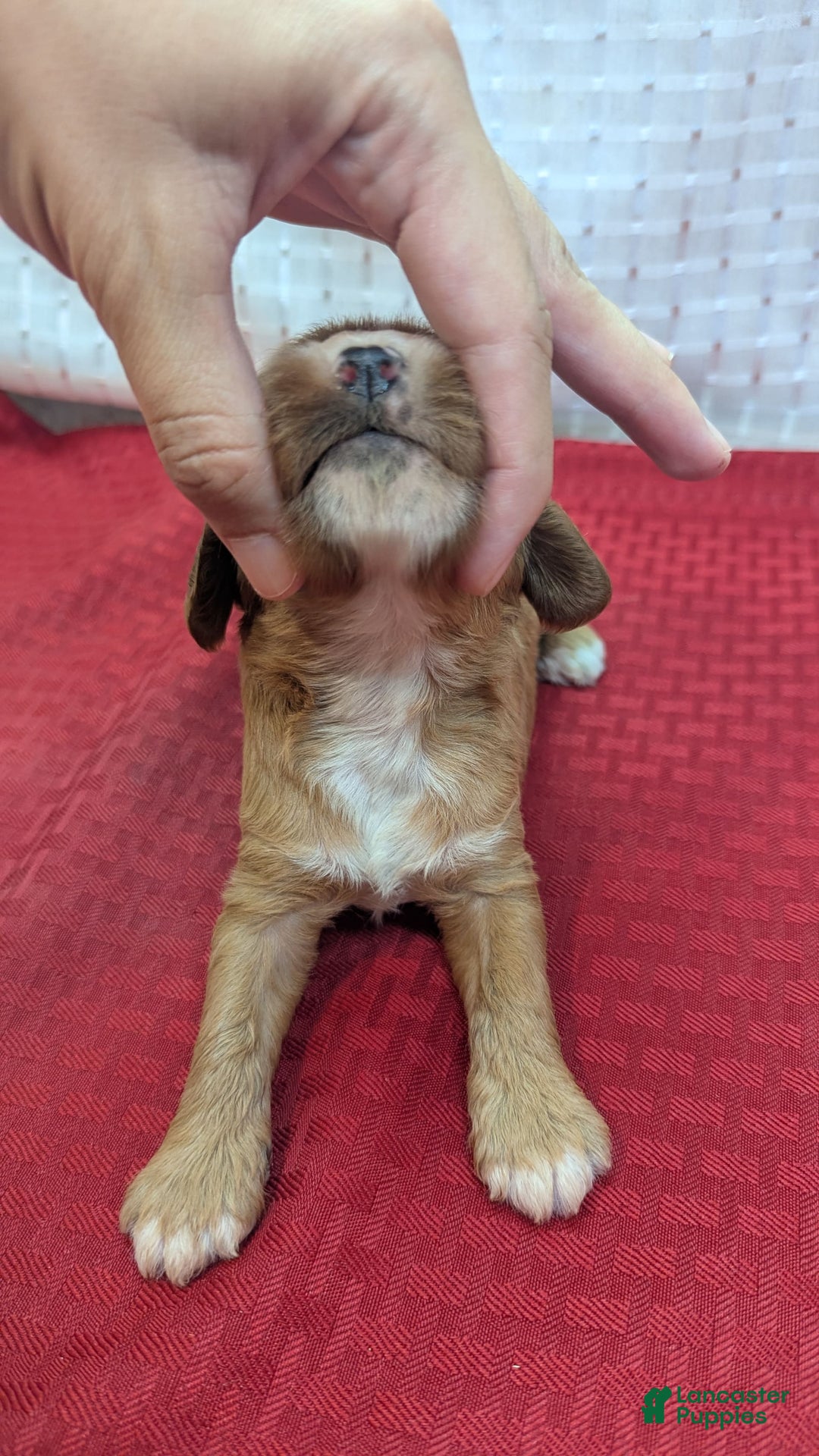 Cavapoo dogs for sale: Henry - Image 2