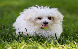 Maltese dogs for sale: River - Image 3