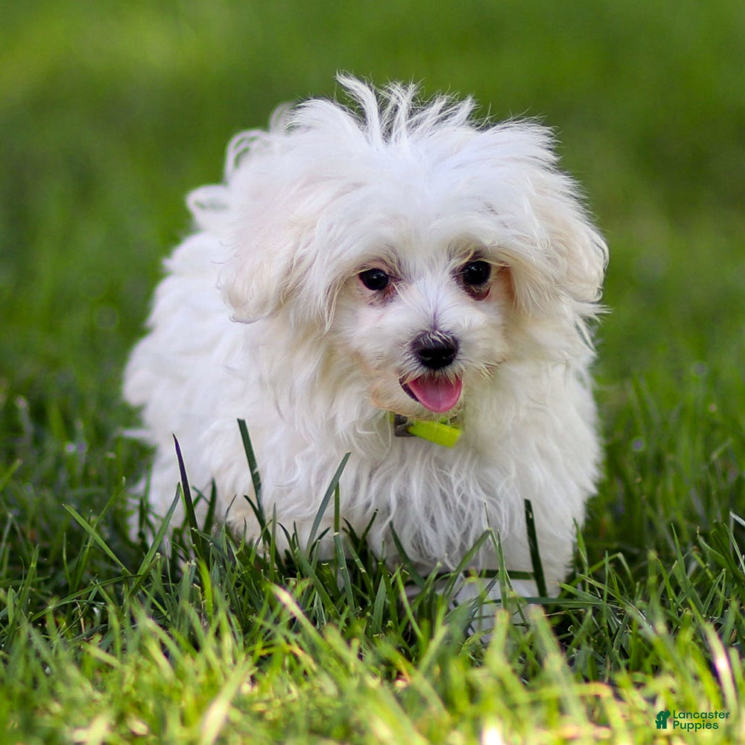 Maltese dogs for sale: River - Image 3