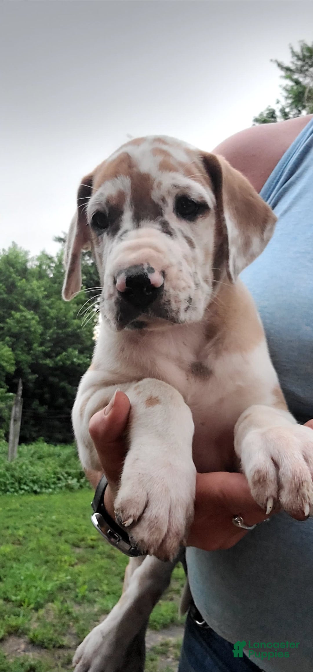 Great Dane dogs for sale: Ginger - Image 4