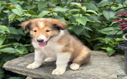 Collie dogs for sale: Albie - Image 1