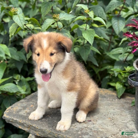 Collie dogs for sale - Ad 5