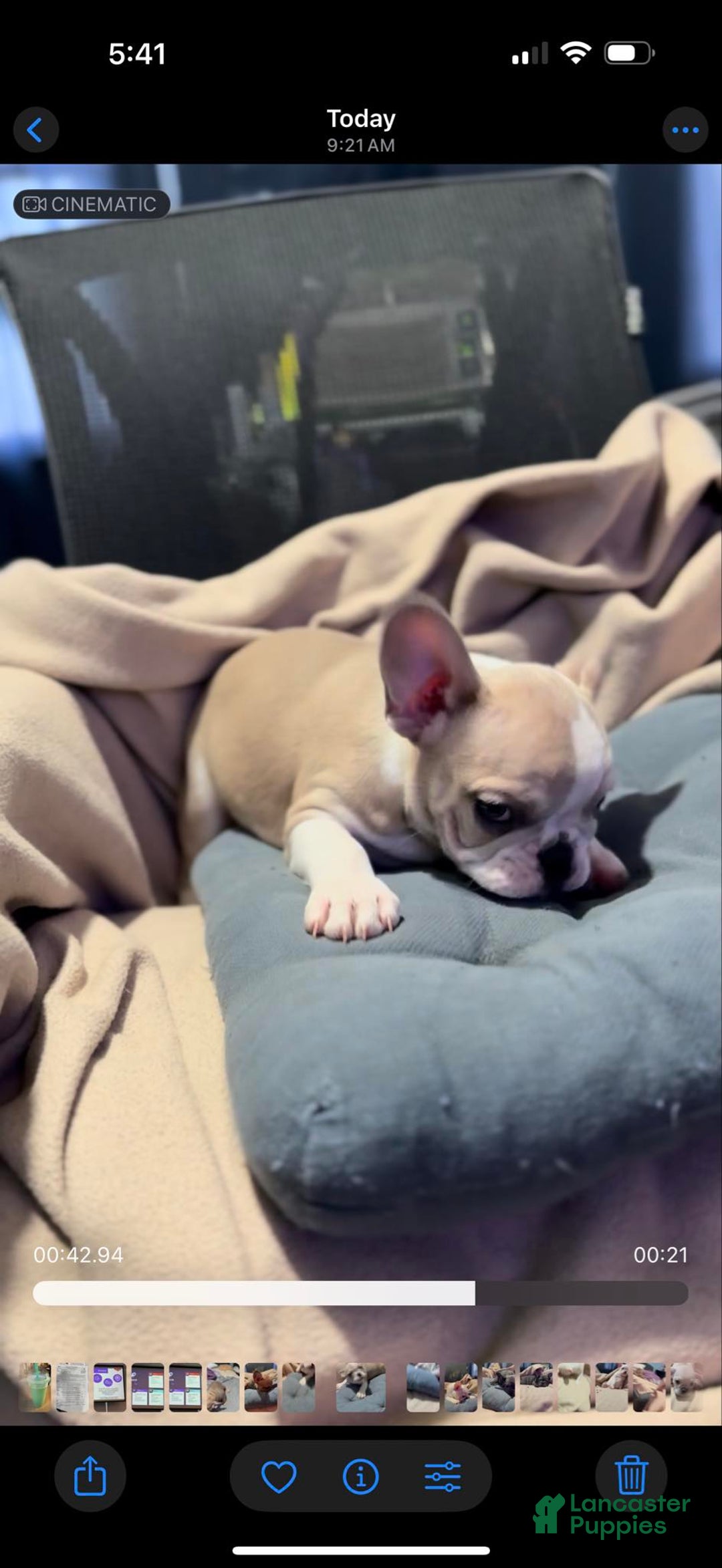 French Bulldog dogs for sale: Favorite - Image 2