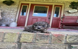 Cavapoo dogs for sale: Rocky - Image 4