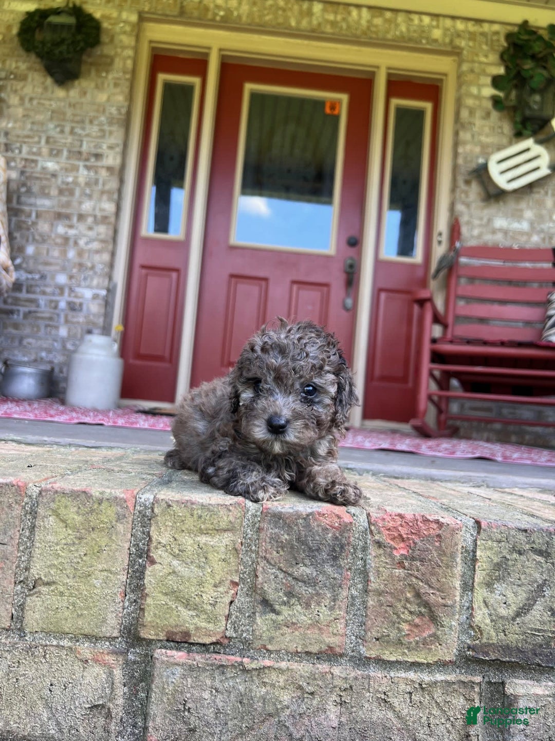 Cavapoo dogs for sale: Rocky - Image 4