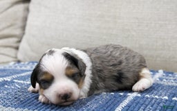 Mini Bernedoodle dogs for sale: Luke - Image 1