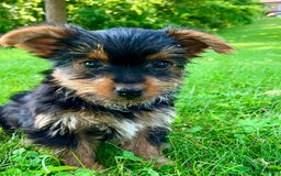 Yorkshire Terrier dogs for sale: Duke - Image 5