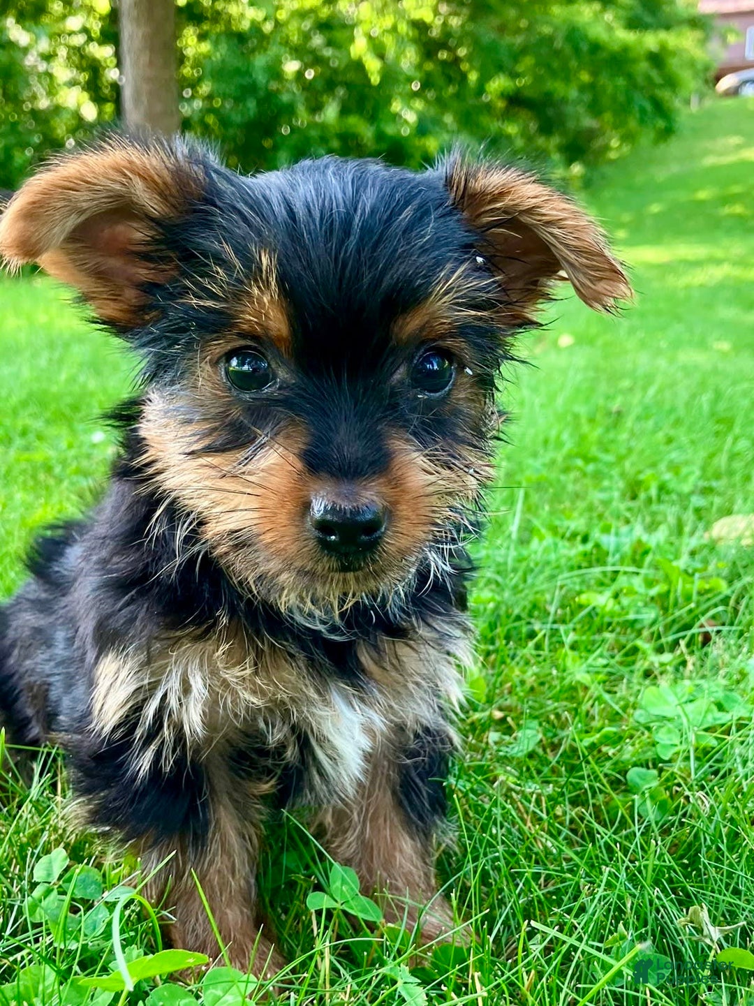 Yorkshire Terrier dogs for sale: Duke - Image 5