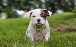 Beabull dogs for sale: Chip - Image 5