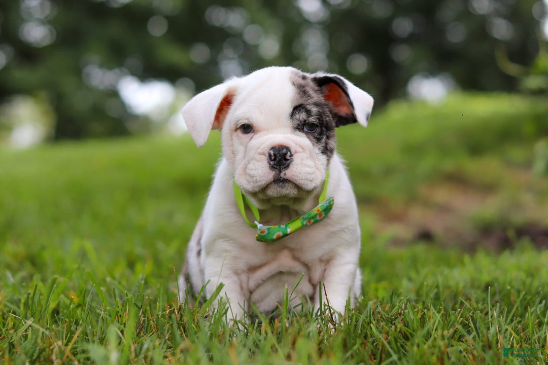Beabull dogs for sale: Chip - Image 5