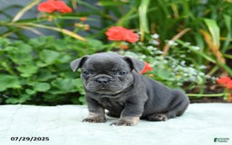 French Bulldog dogs for sale: Brittany - Image 3