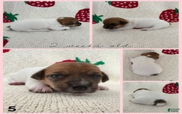 Jack Russell Terrier dogs for sale: Brandy - Image 1