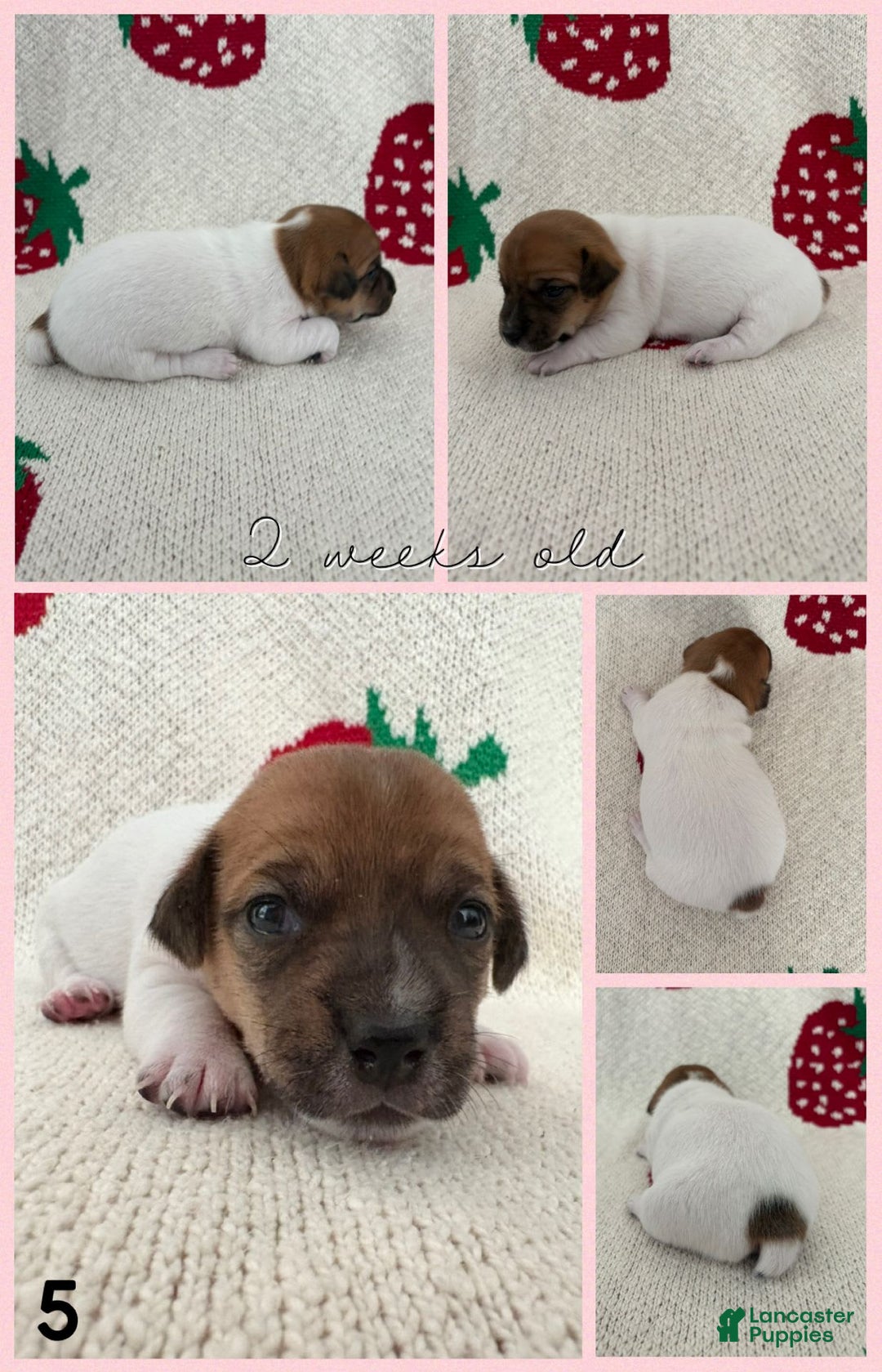 Jack Russell Terrier dogs for sale: Brandy - Image 1
