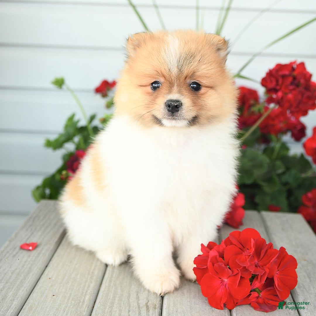 Pomeranian dogs for sale: Healthy - Image 5