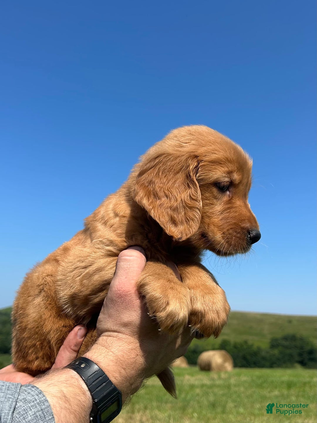 Golden Retriever dogs for sale: Rascal - Image 14