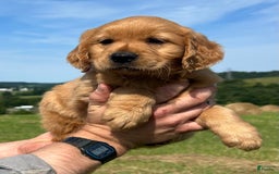 Golden Retriever dogs for sale: Pumpkin - Image 8