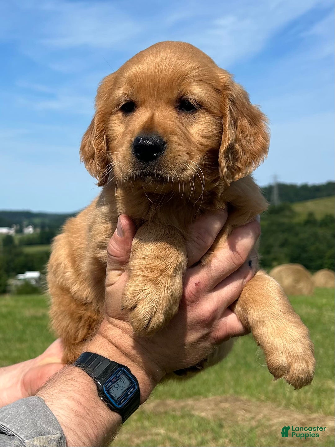 Golden Retriever dogs for sale: Pumpkin - Image 8