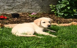 Maremma Sheepdog dogs for sale: Enzo - Image 2