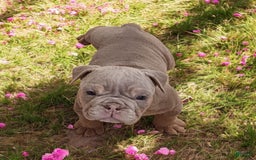 English Bulldog dogs for sale: Lyla - Image 6