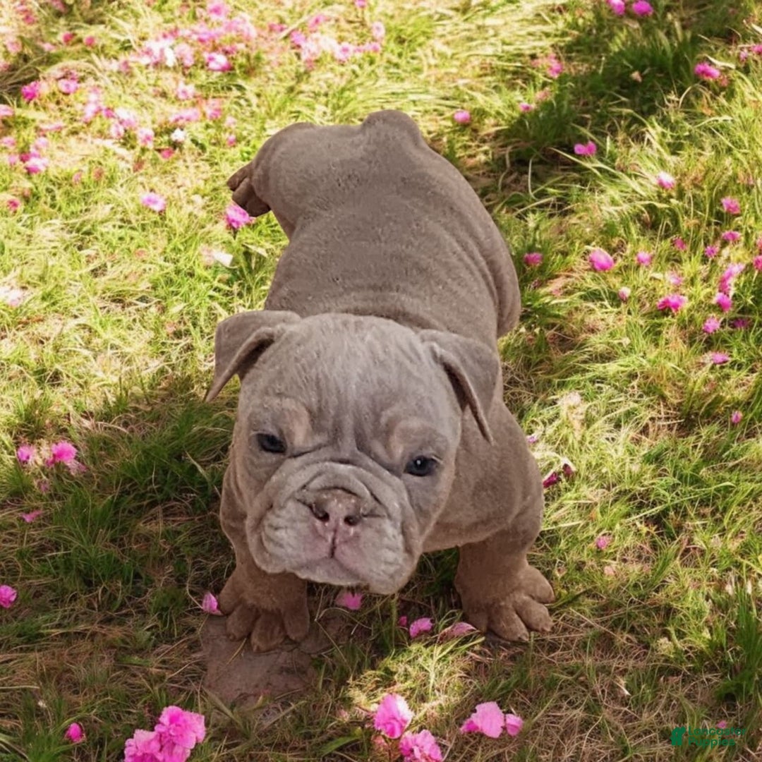 English Bulldog dogs for sale: Lyla - Image 6