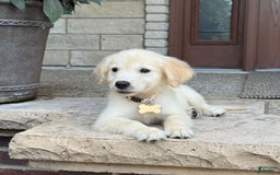Golden Retriever dogs for sale: Winston - Image 4