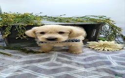 West Highland Terrier dogs for sale: Jude - Image 1