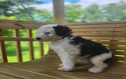Old English Sheepdog dogs for sale: Indigo - Image 5